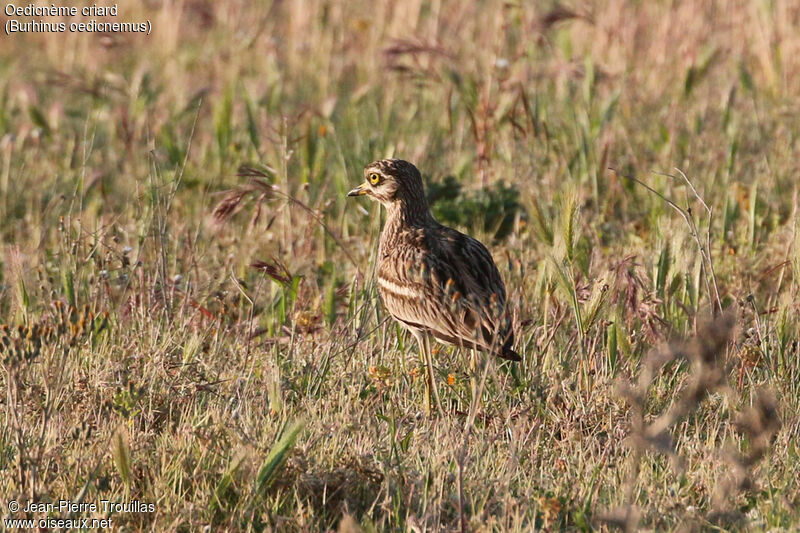 Eurasian Stone-curlew