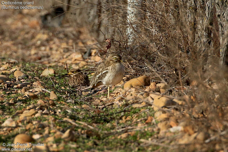 Eurasian Stone-curlew