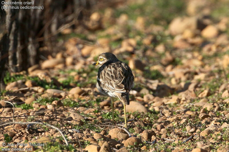 Eurasian Stone-curlew