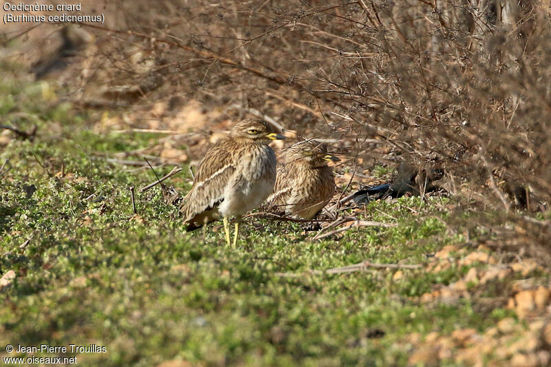 Eurasian Stone-curlew