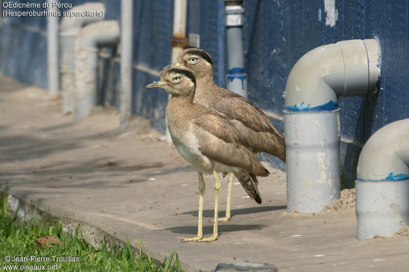 Peruvian Thick-knee