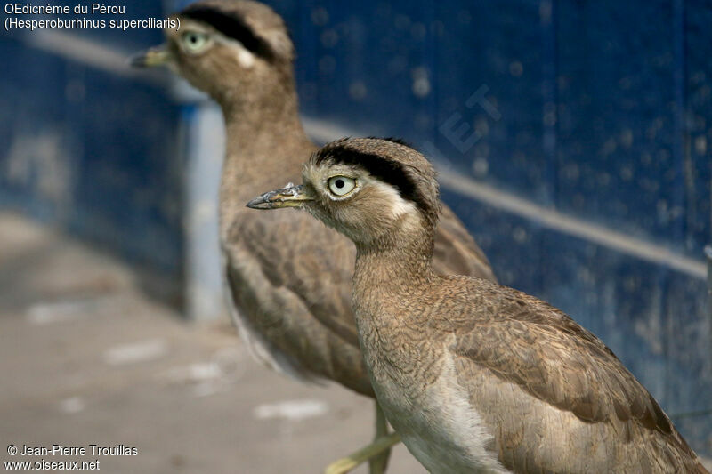 Peruvian Thick-knee