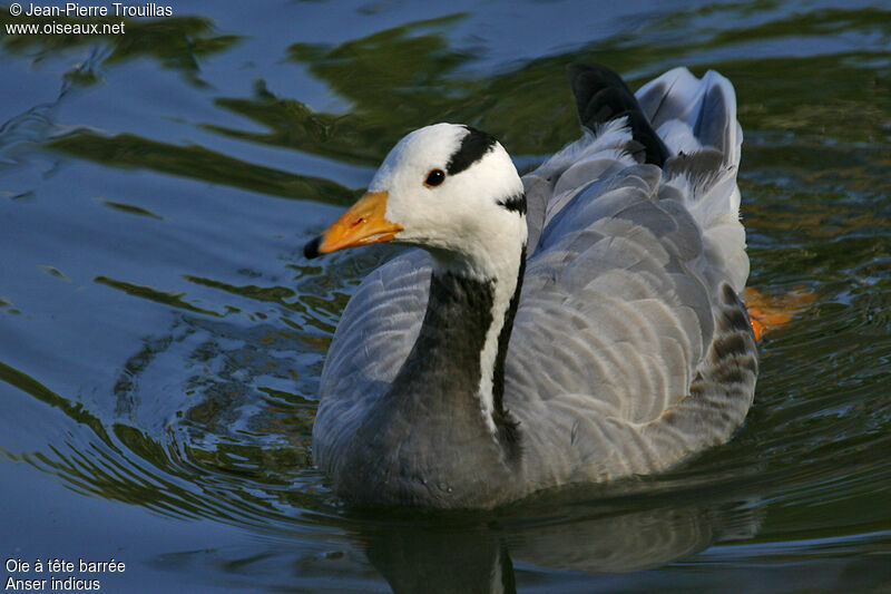 Bar-headed Goose