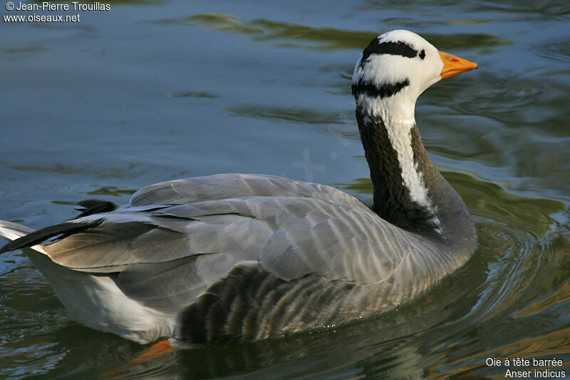 Bar-headed Goose