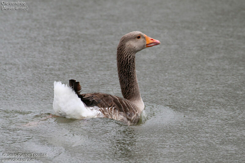 Greylag Goose