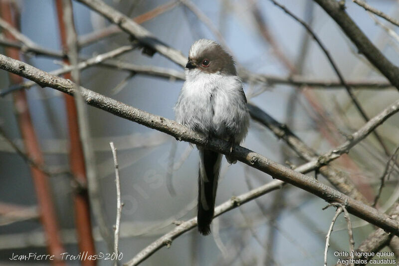 Long-tailed Tit