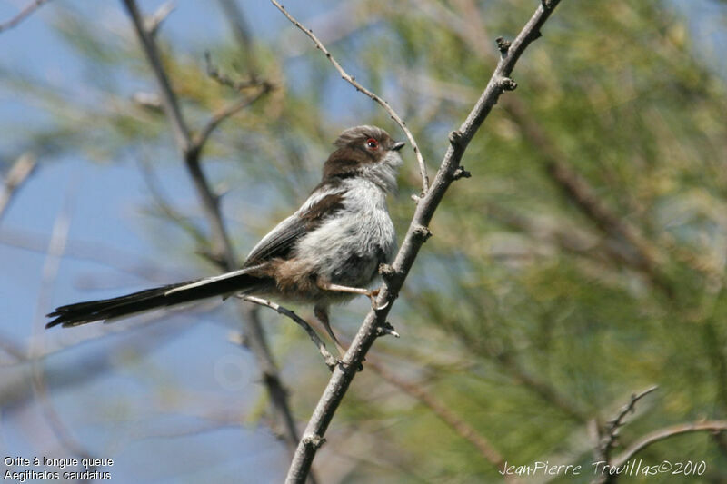 Long-tailed Tit