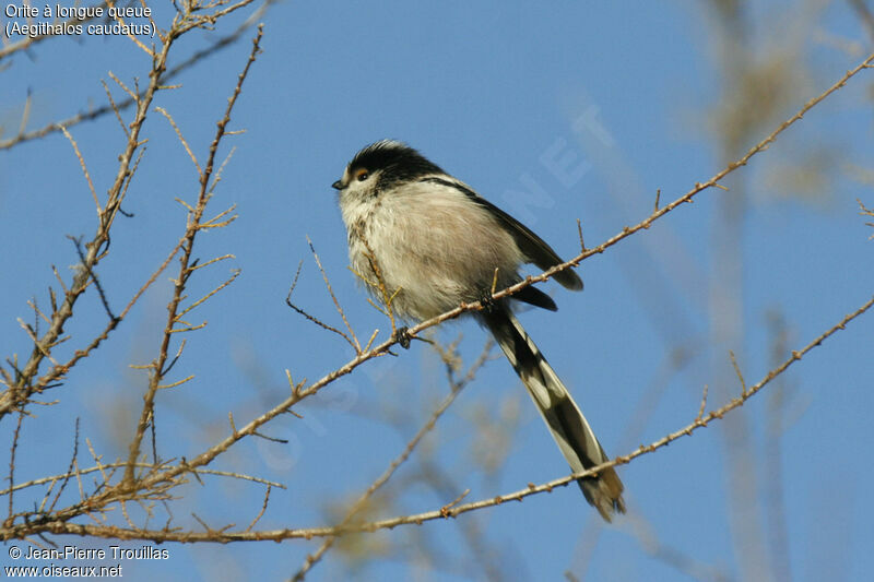 Long-tailed Tit