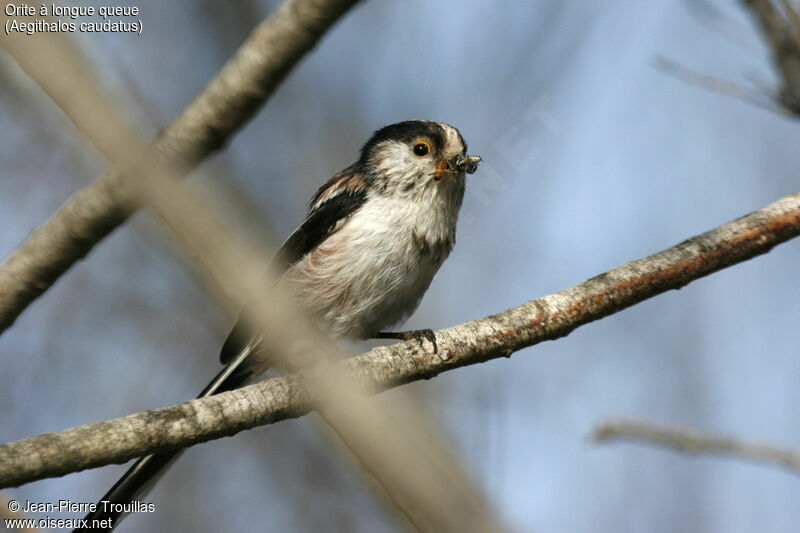 Long-tailed Tit