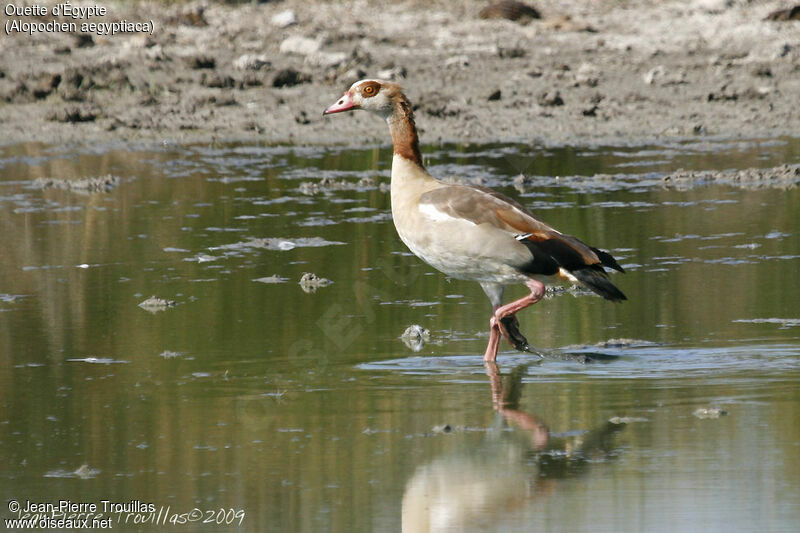 Egyptian Goose