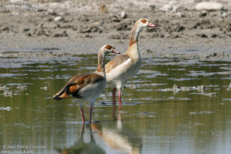 Egyptian Goose