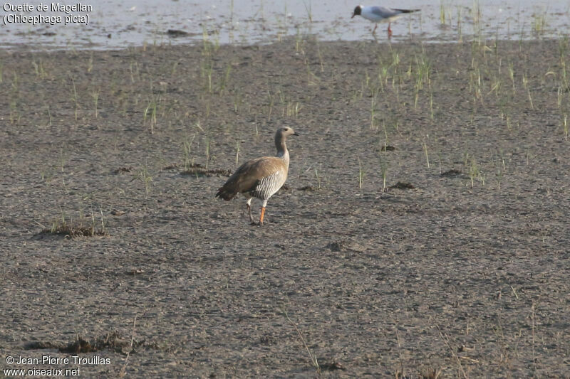 Upland Goose