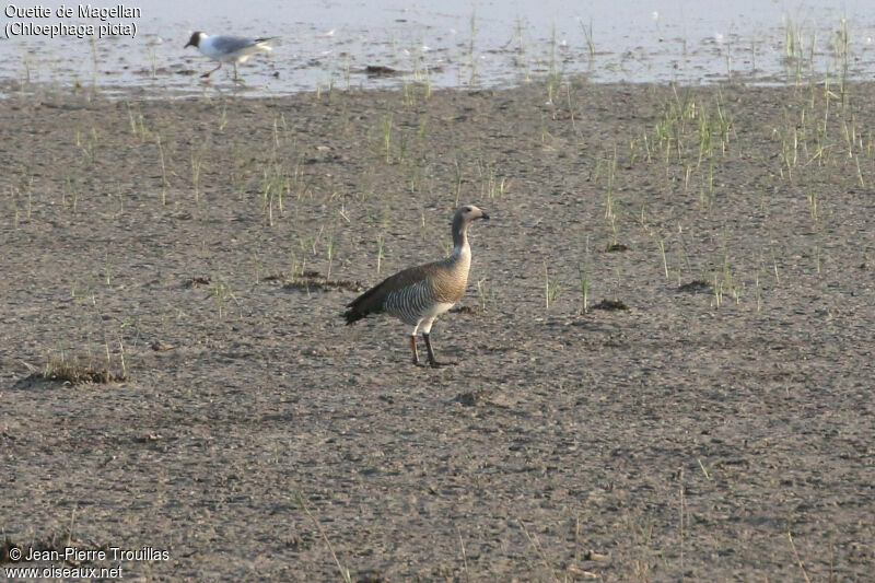 Upland Goose