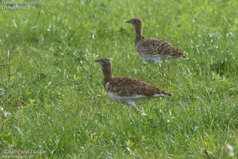 Outarde canepetière