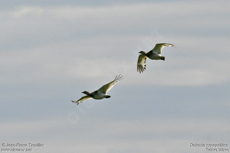 Little Bustard female