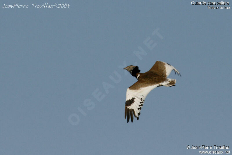 Little Bustard