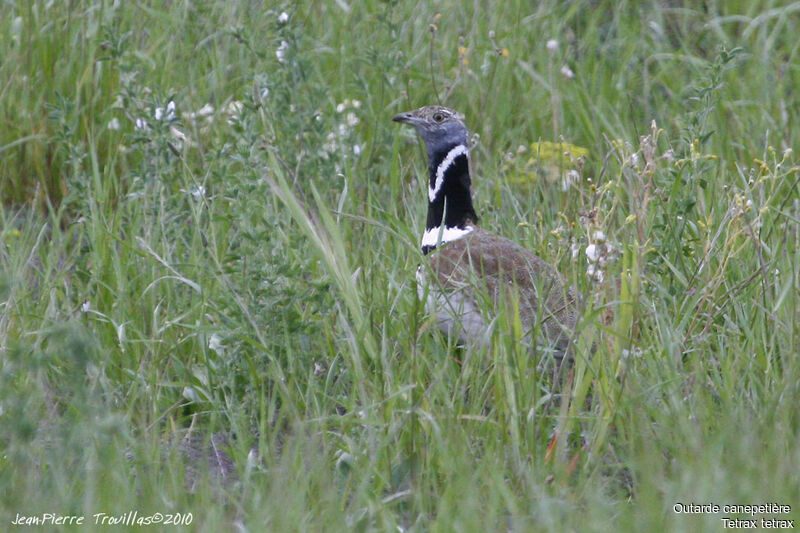 Little Bustard