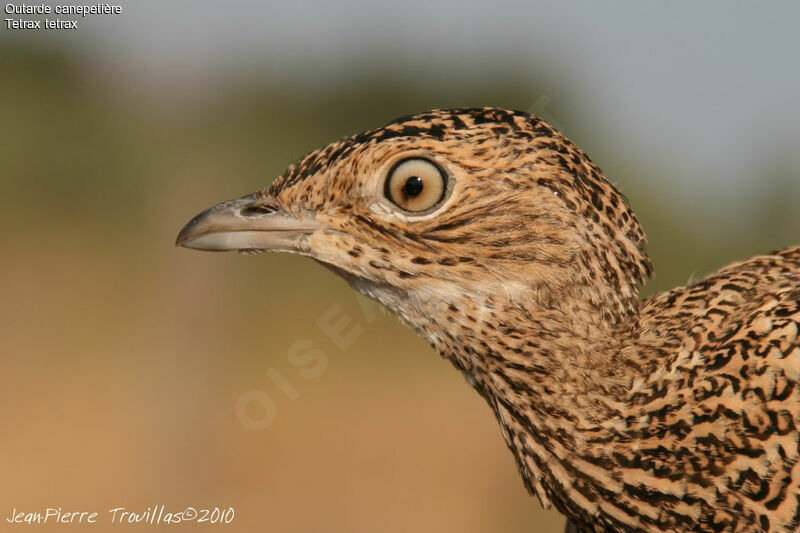 Little Bustard