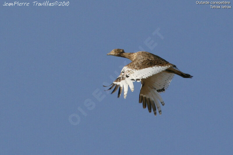 Little Bustard