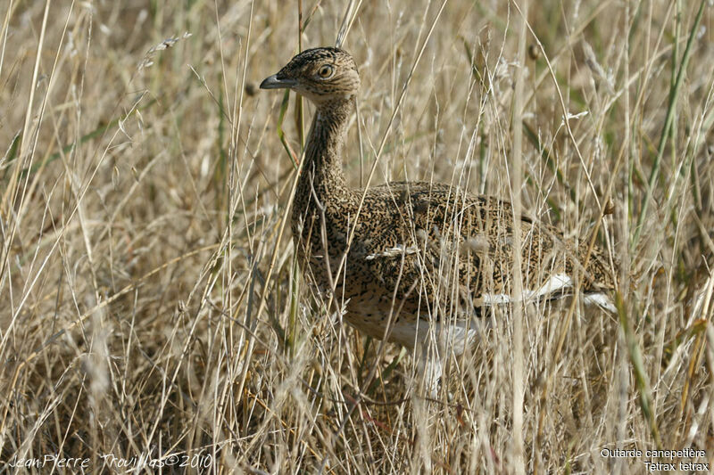 Little Bustard