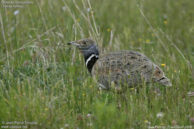 Outarde canepetière