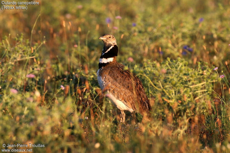 Little Bustard male