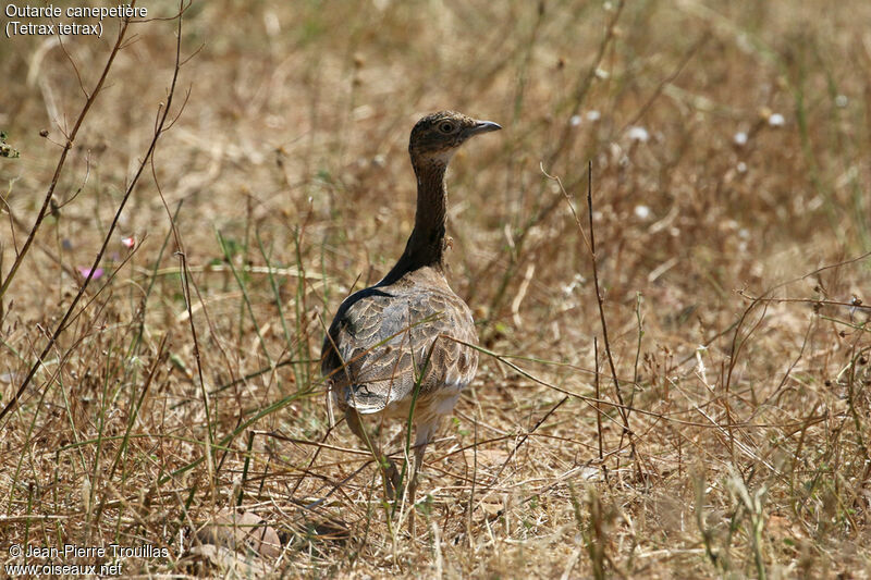 Outarde canepetière femelle