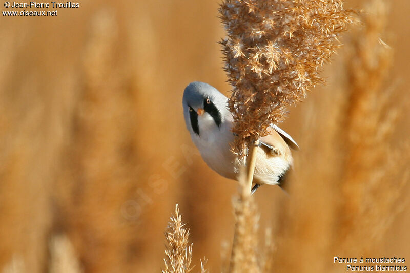 Bearded Reedling male adult