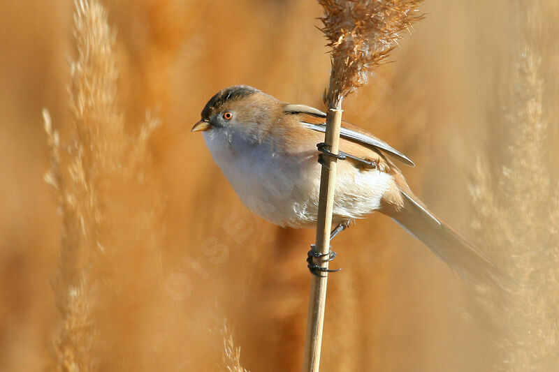 Bearded Reedling female adult