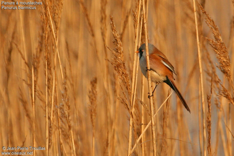 Bearded Reedling male adult