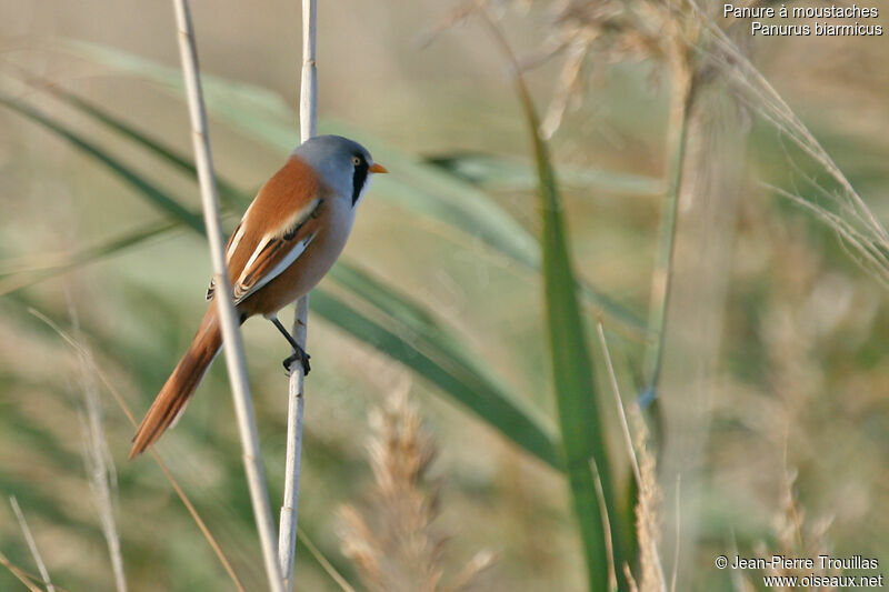 Bearded Reedling male adult