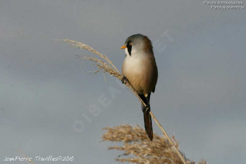 Bearded Reedling male adult, identification