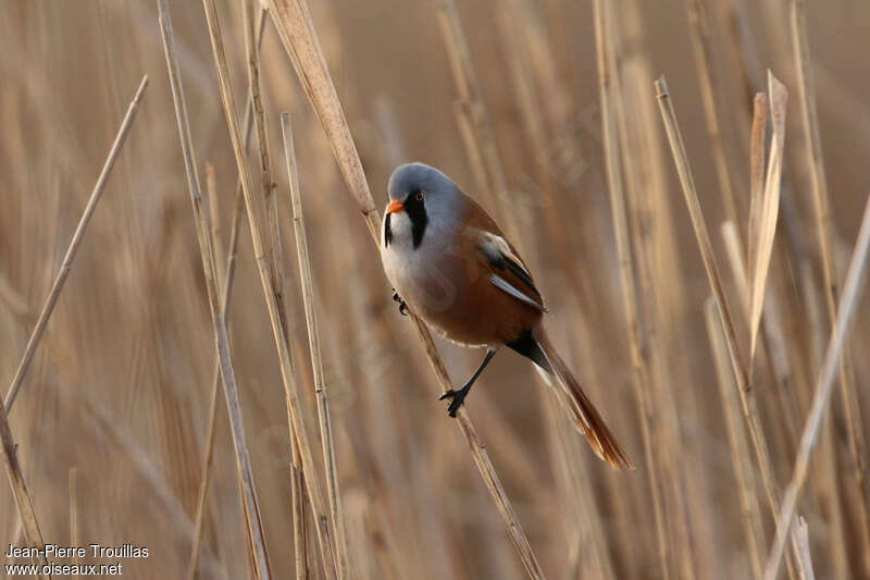 Bearded Reedling male adult breeding, identification