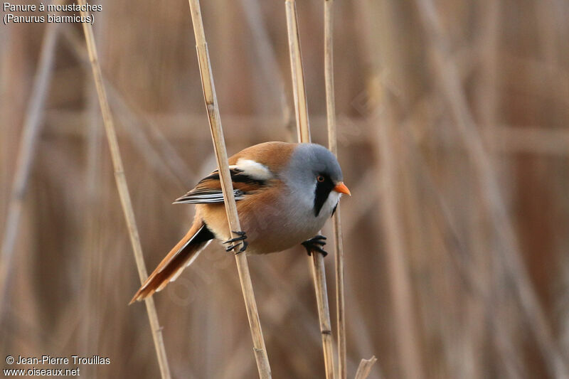 Bearded Reedling