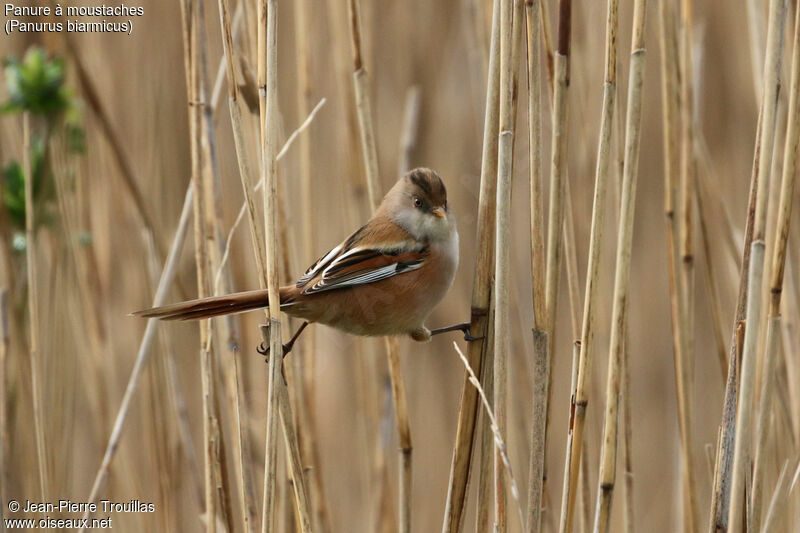 Bearded Reedling