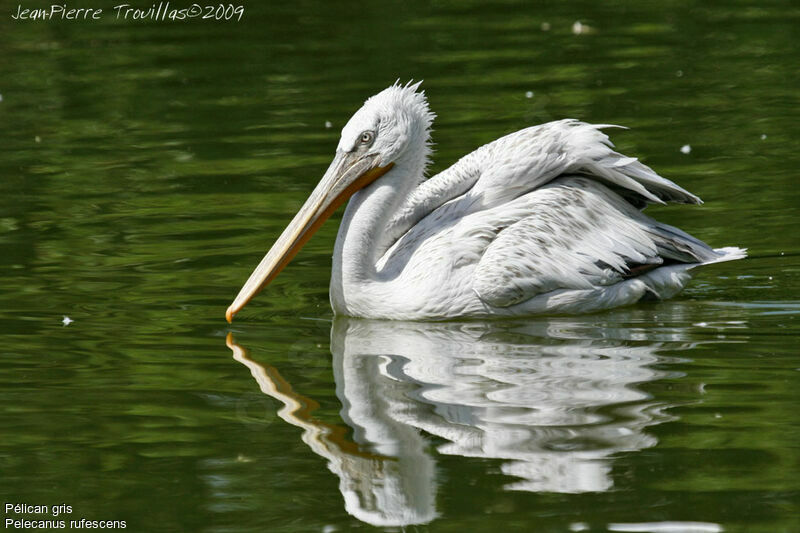 Pink-backed Pelican