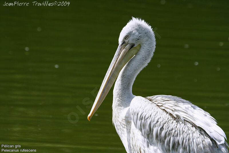 Pink-backed Pelican