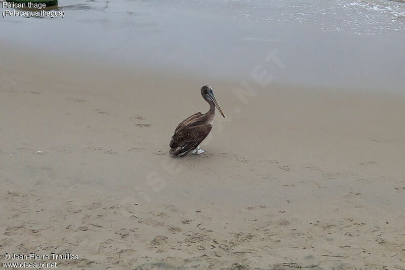 Peruvian Pelican