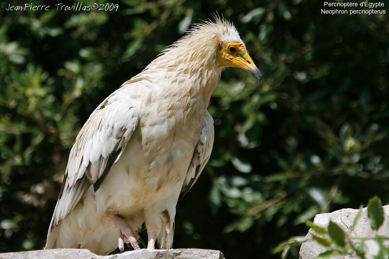 Egyptian Vulture