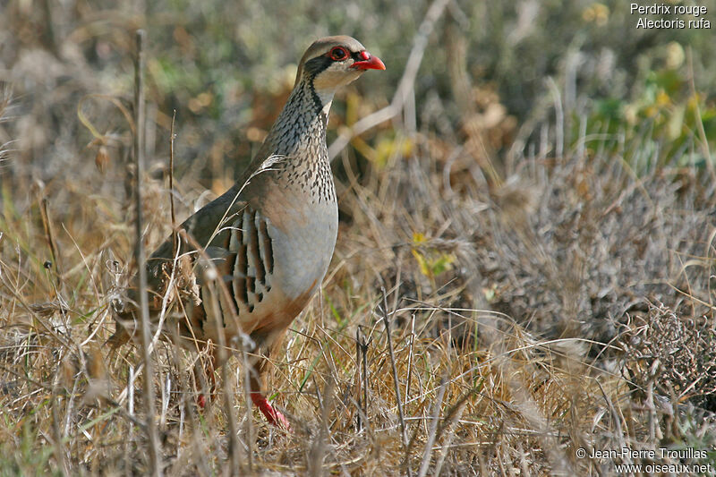 Red-legged Partridgeadult