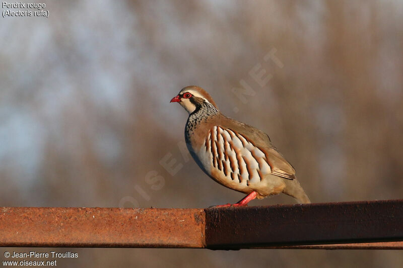 Red-legged Partridge