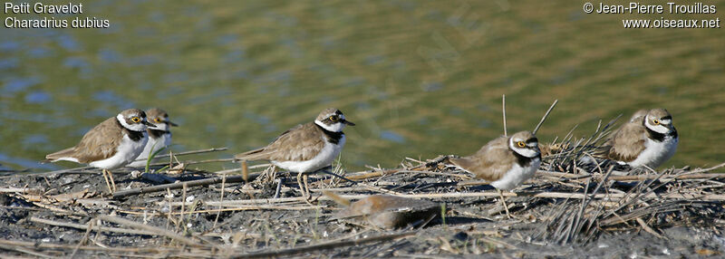 Little Ringed Plover