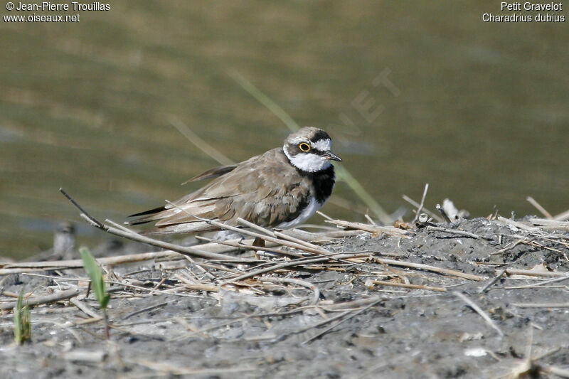 Little Ringed Plover