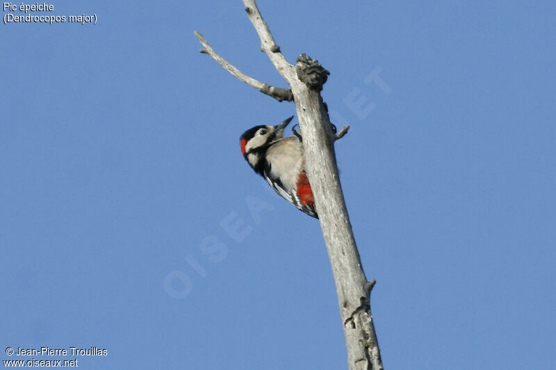 Great Spotted Woodpecker