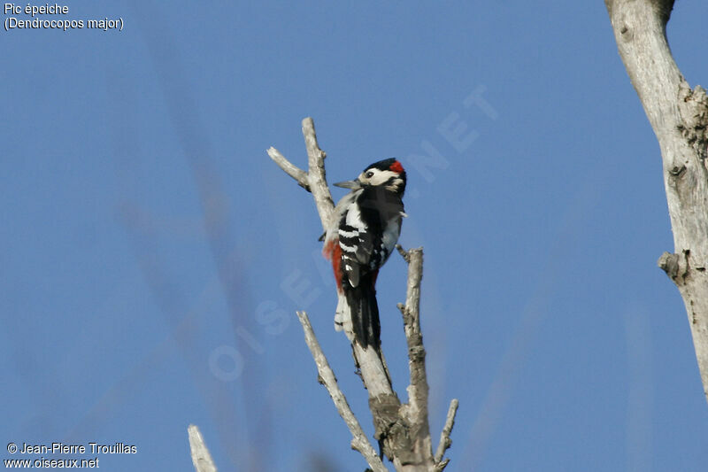 Great Spotted Woodpecker