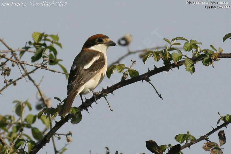 Pie-grièche à tête rousse