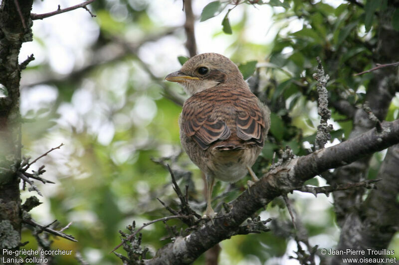 Red-backed Shrikejuvenile