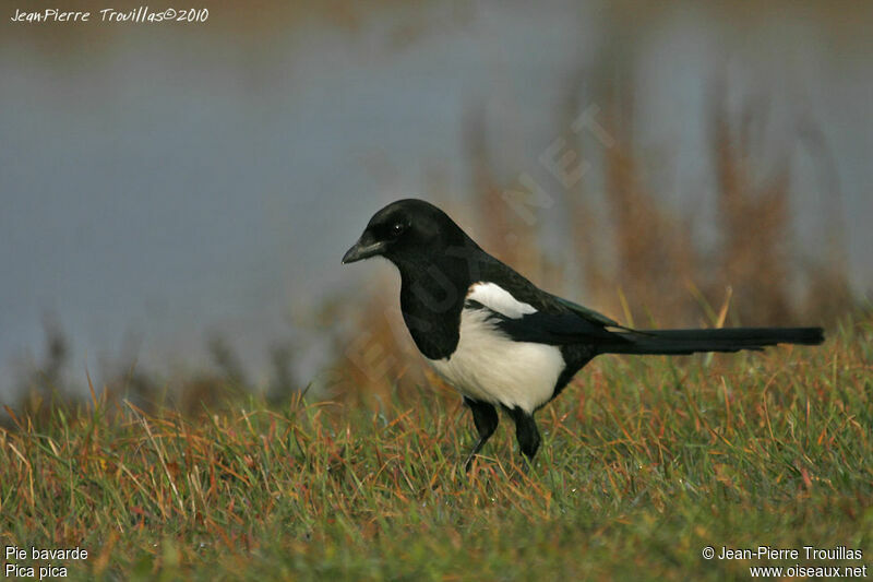 Eurasian Magpie