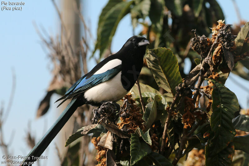 Eurasian Magpie