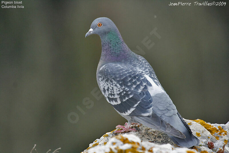 Rock Dove